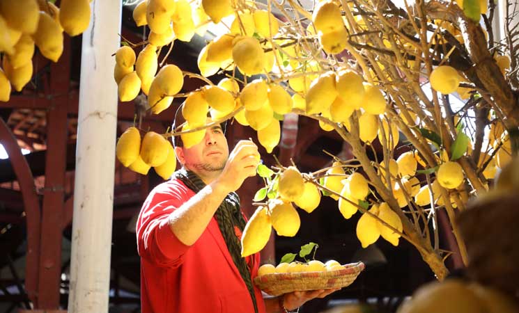 June in Tunisia: Celebrating the Humble Lemon